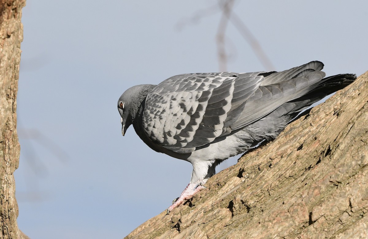 Haitz-usoa (etxekoa) - ML645594380