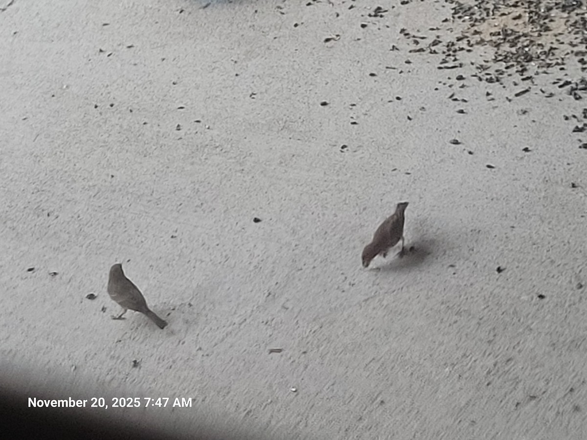 Burugorri arrunta - ML645594382