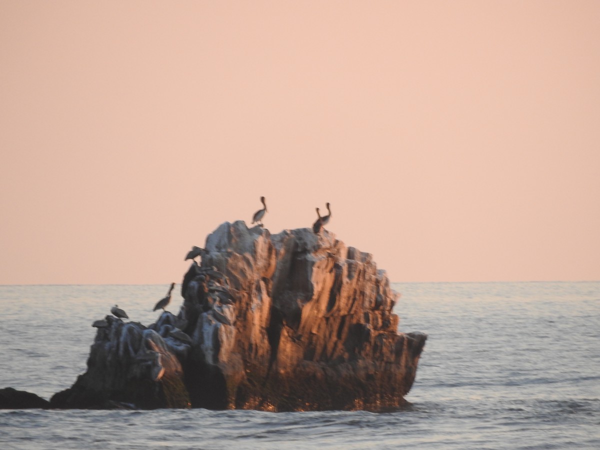 Pelikano arrea - ML645594383