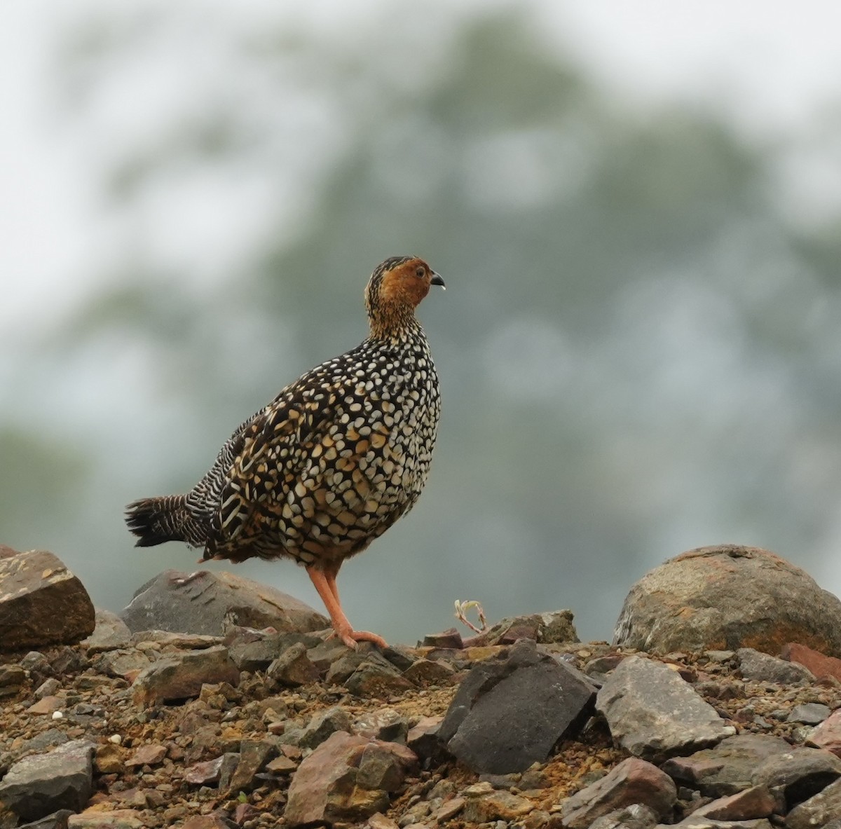 Painted Francolin - ML645594385