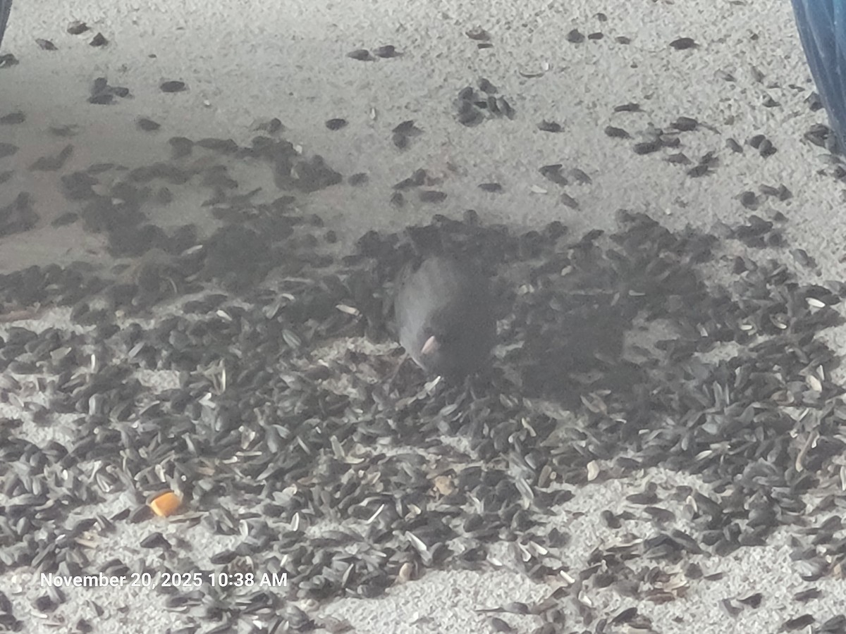 Dark-eyed Junco - ML645594387