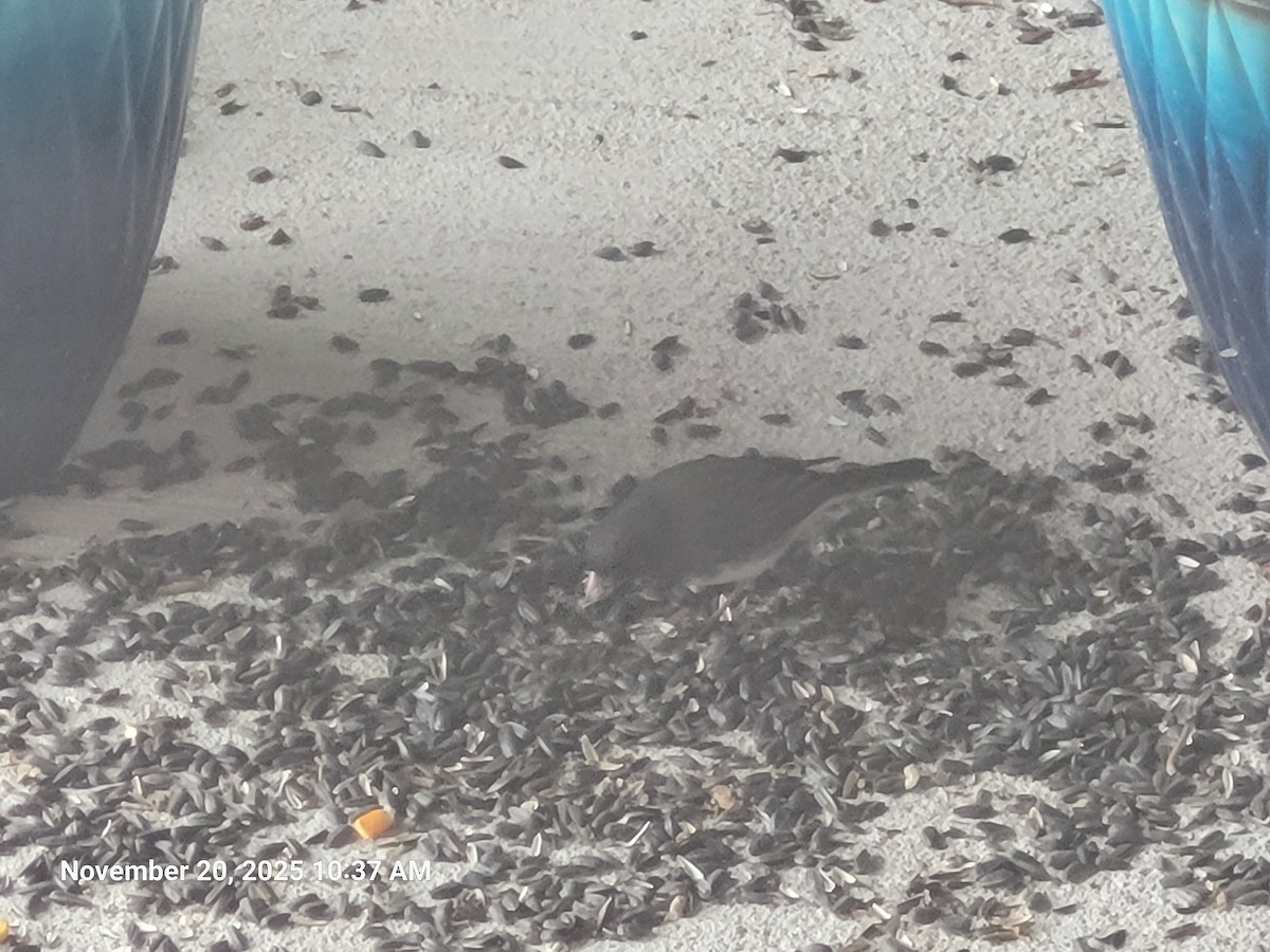 Dark-eyed Junco - ML645594388