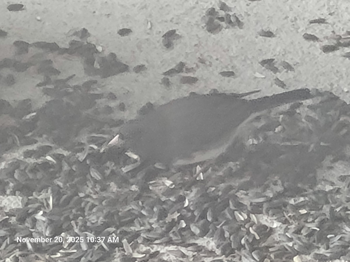 Dark-eyed Junco - ML645594389