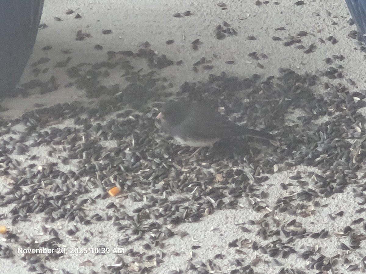 Dark-eyed Junco - ML645594390