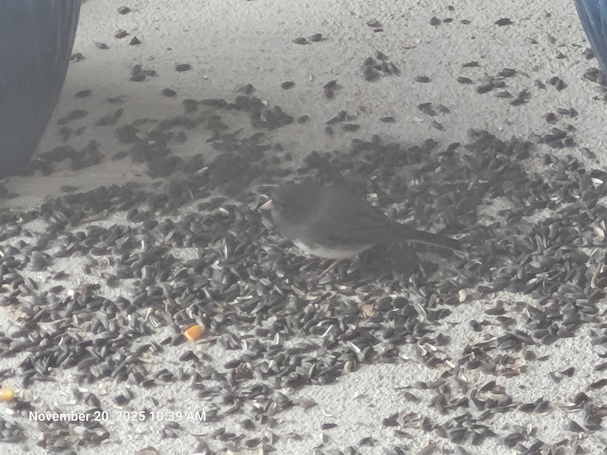 Dark-eyed Junco - ML645594391