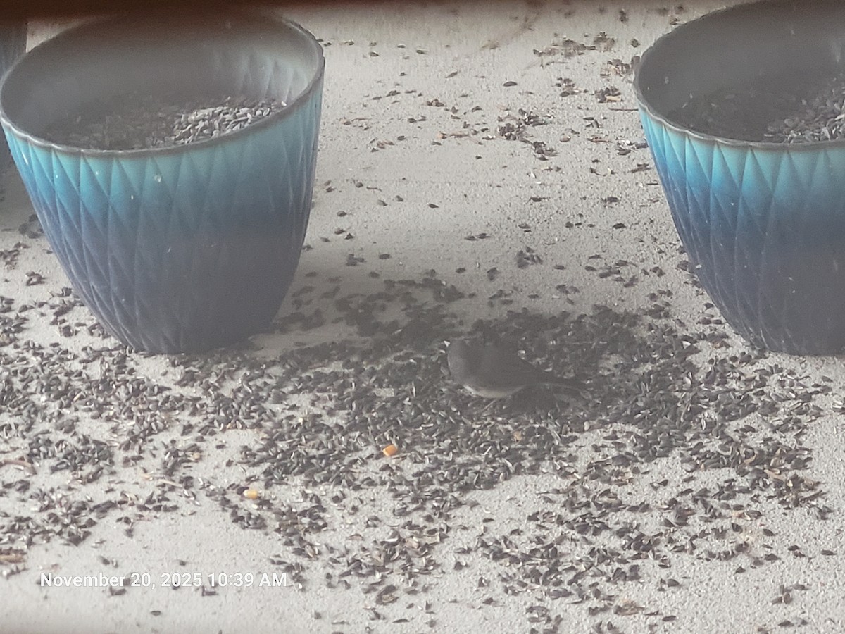 Dark-eyed Junco - ML645594392