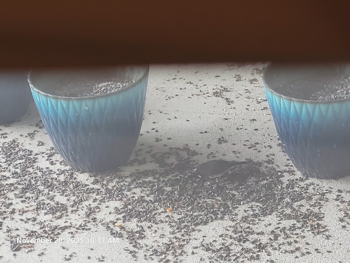 Dark-eyed Junco - ML645594393