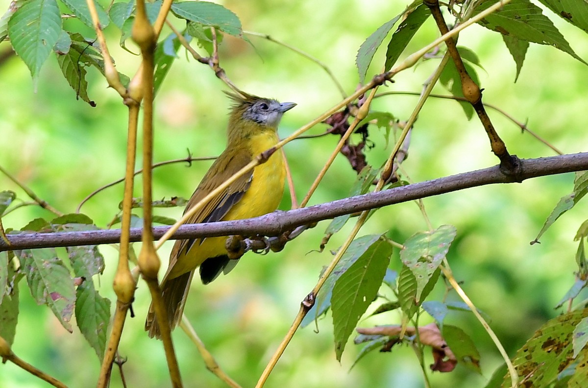 White-throated Bulbul - ML645594394