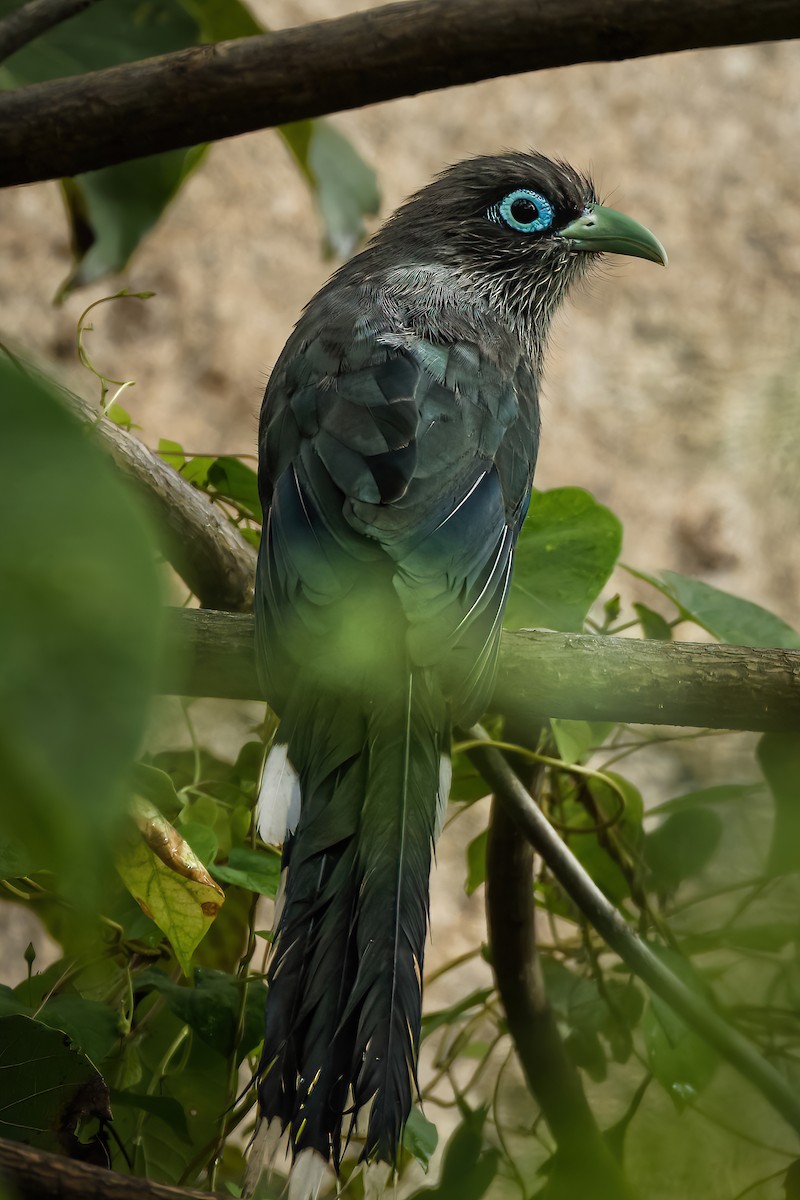 Малкога сірочерева - ML645594395