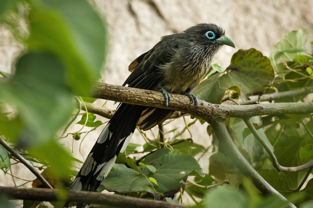 Малкога сірочерева - ML645594396