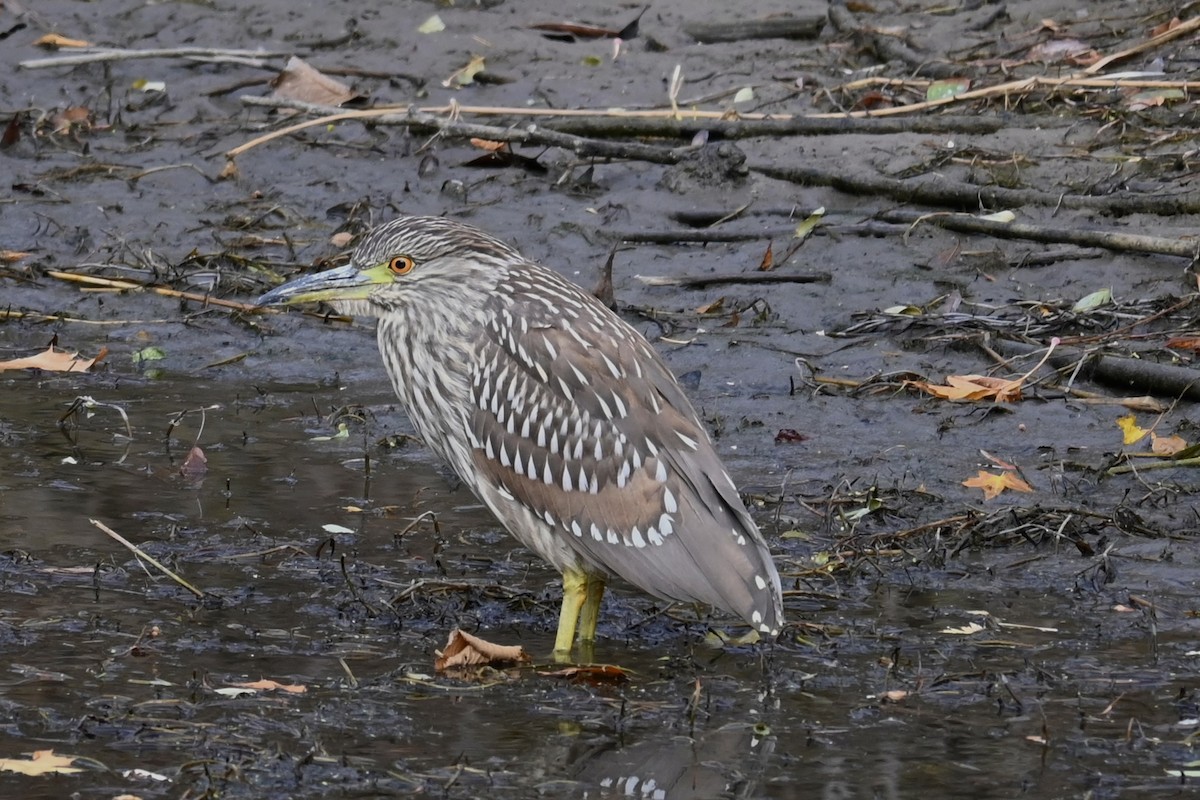 Квак звичайний - ML645594397