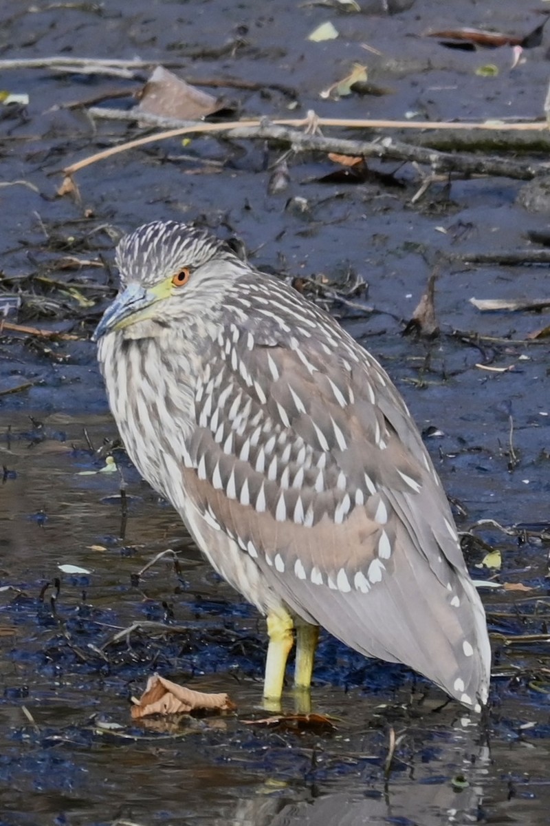 Квак звичайний - ML645594398