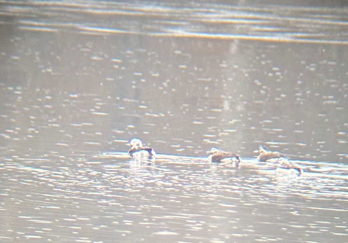 長尾鴨 - ML645594399