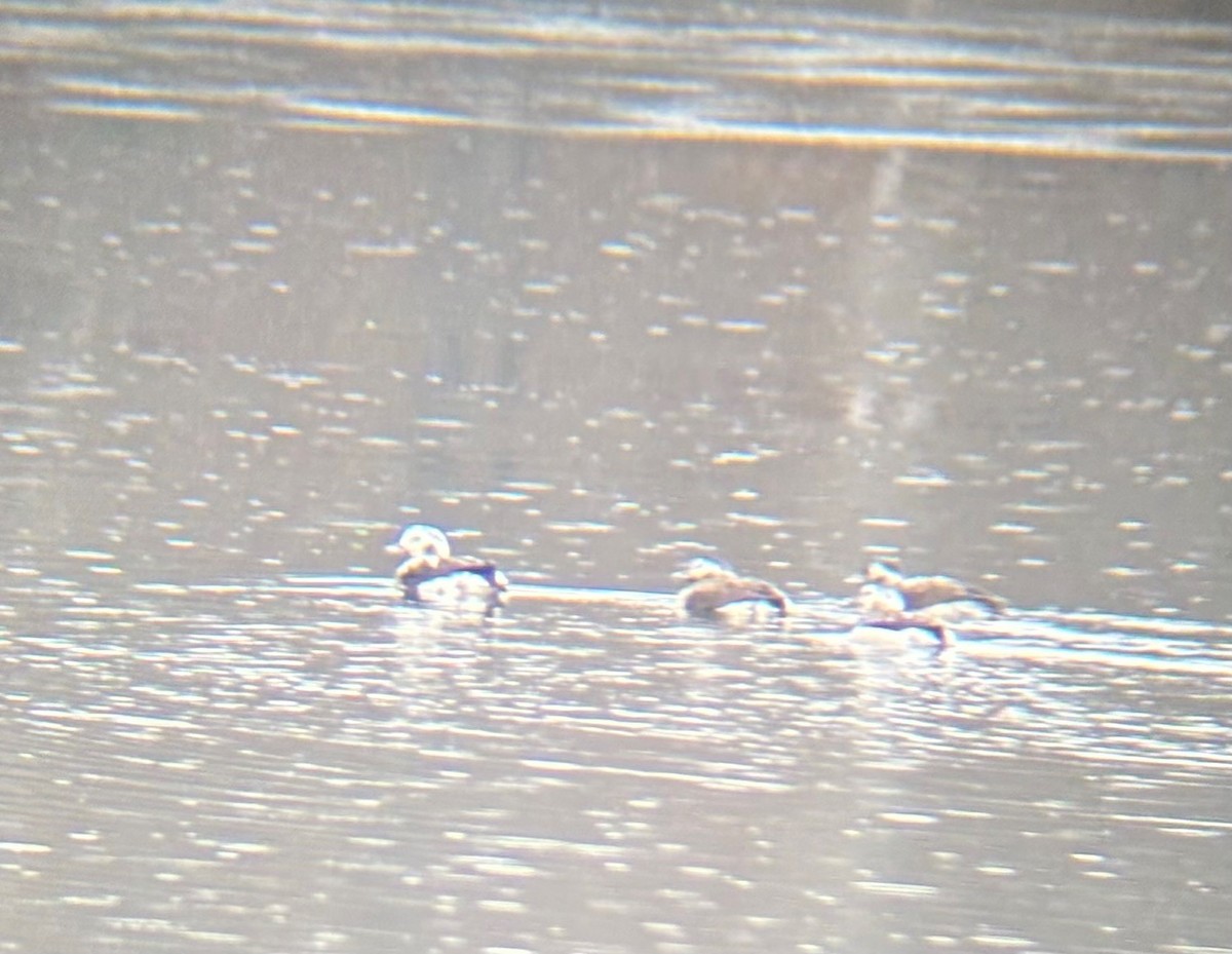 長尾鴨 - ML645594403