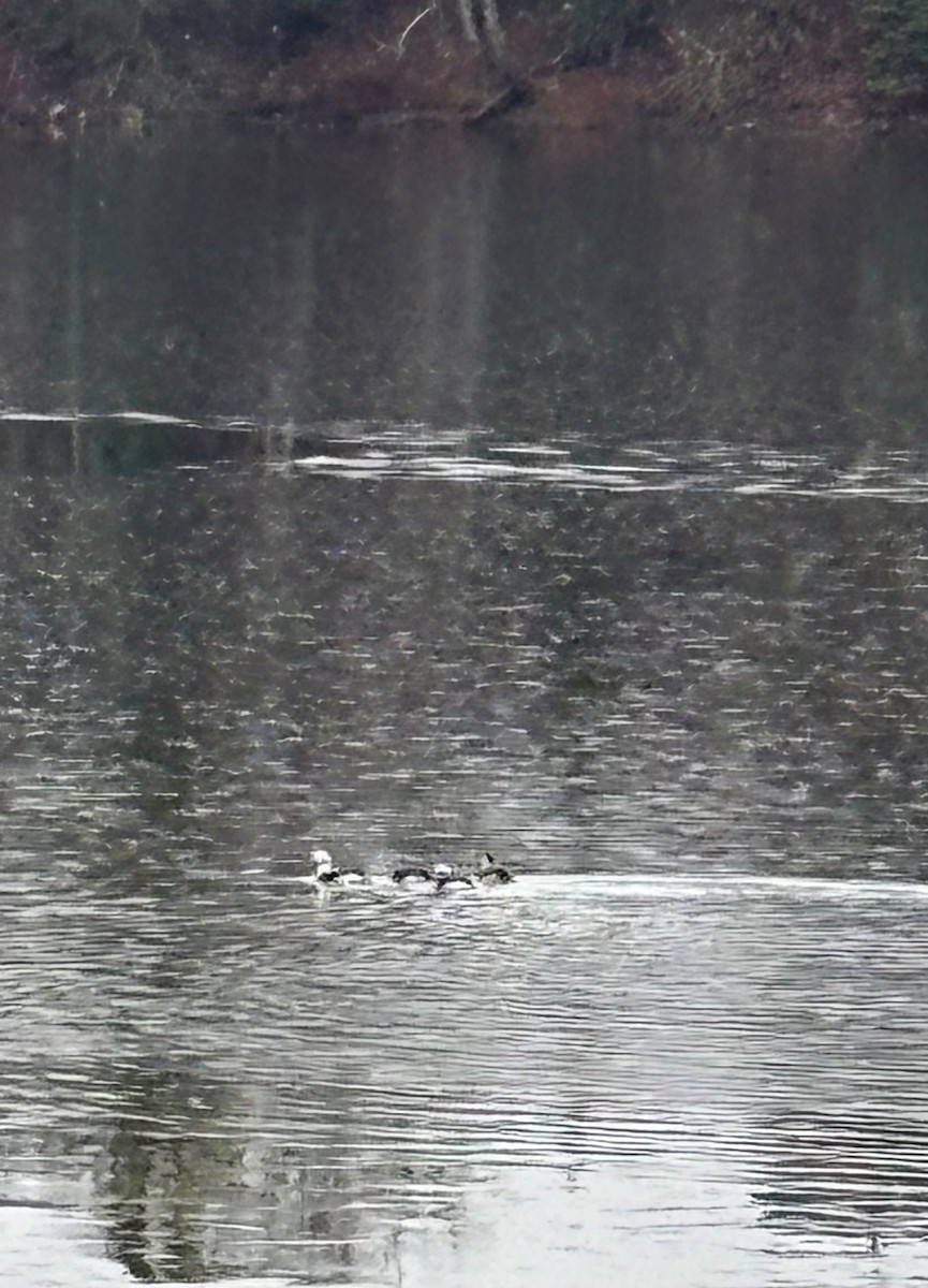 長尾鴨 - ML645594410