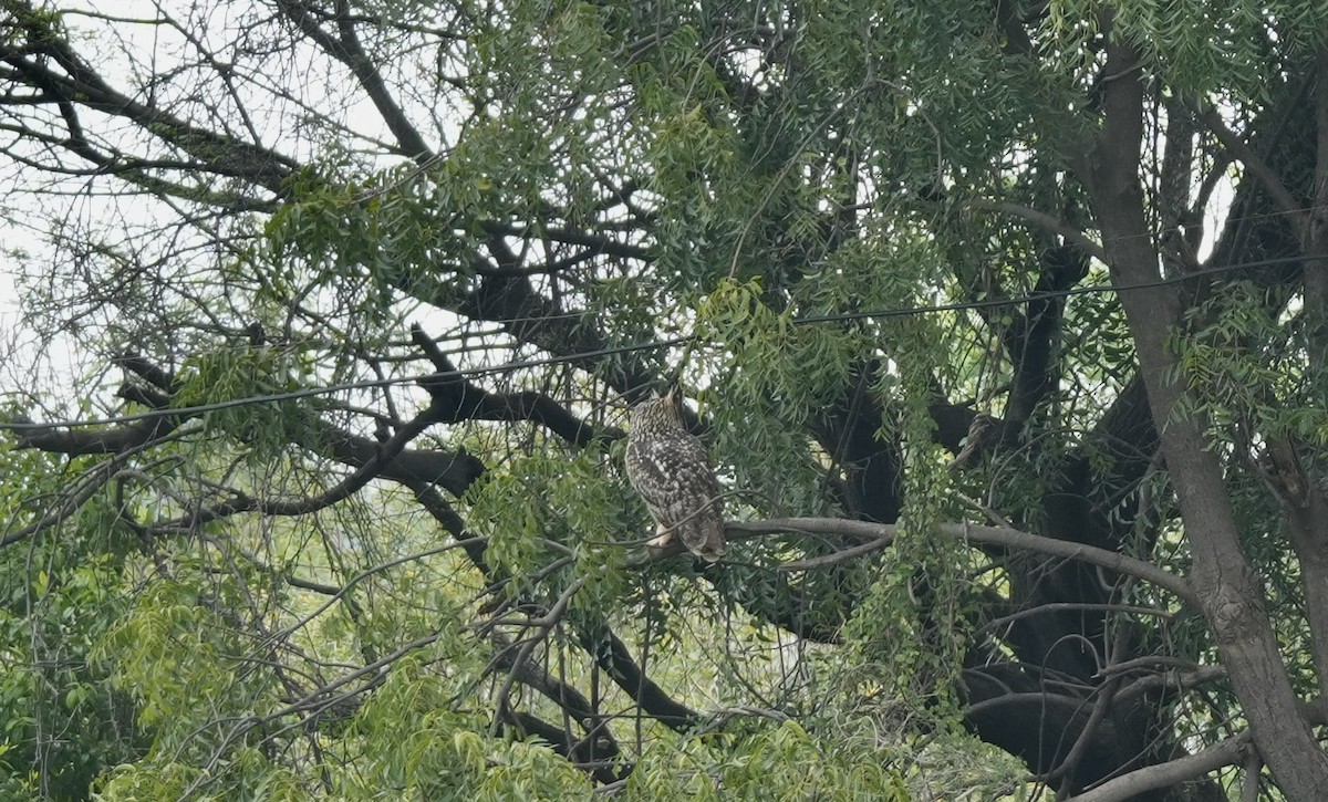 Rock Eagle-Owl - ML645594411