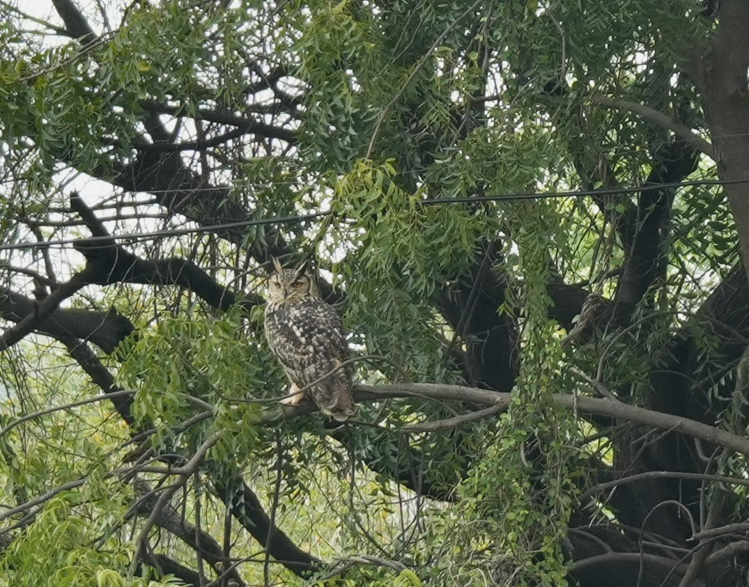 Rock Eagle-Owl - ML645594415