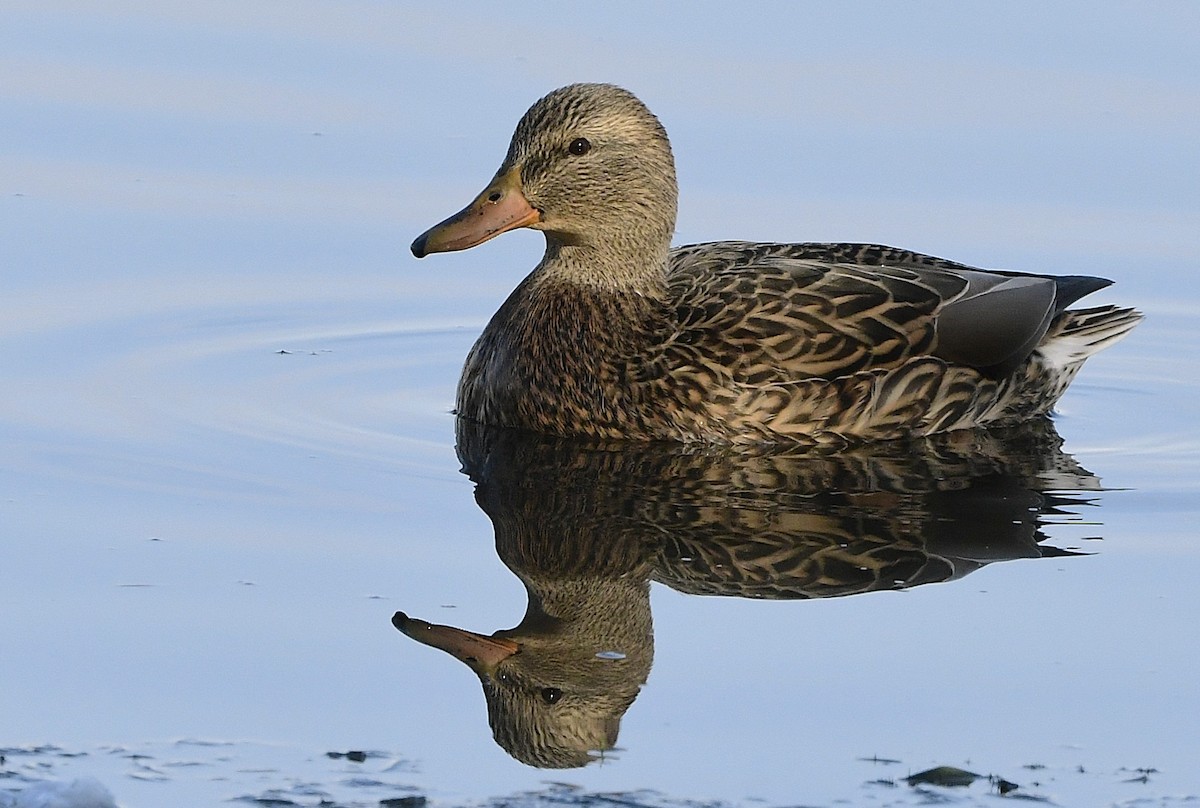 Mallard - ML645594417