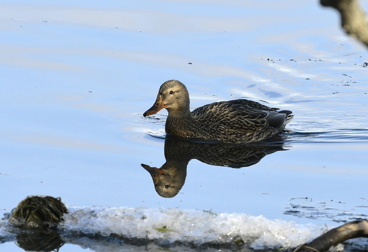 Mallard - ML645594422