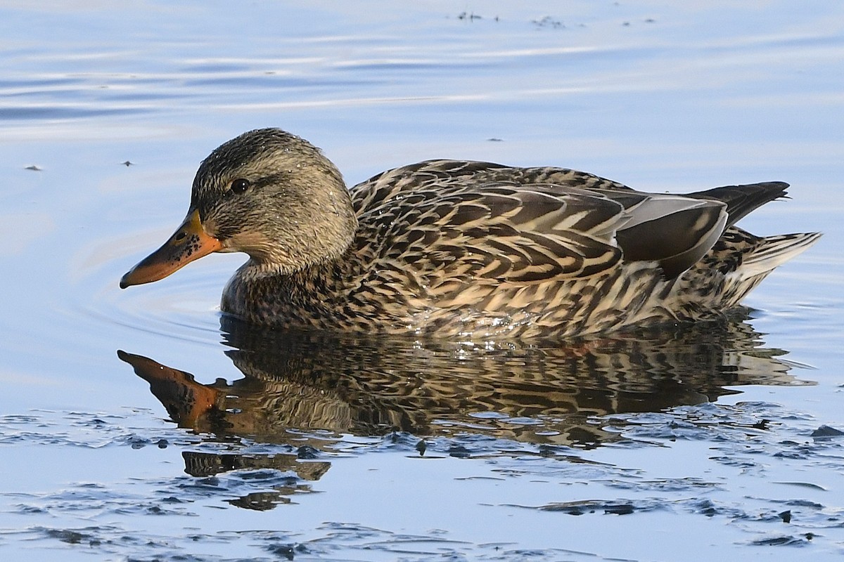 Mallard - ML645594424