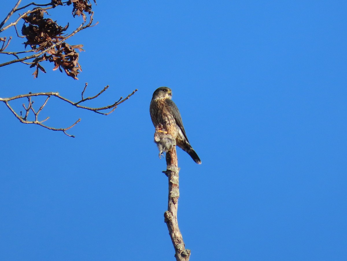 灰背隼 - ML645594425