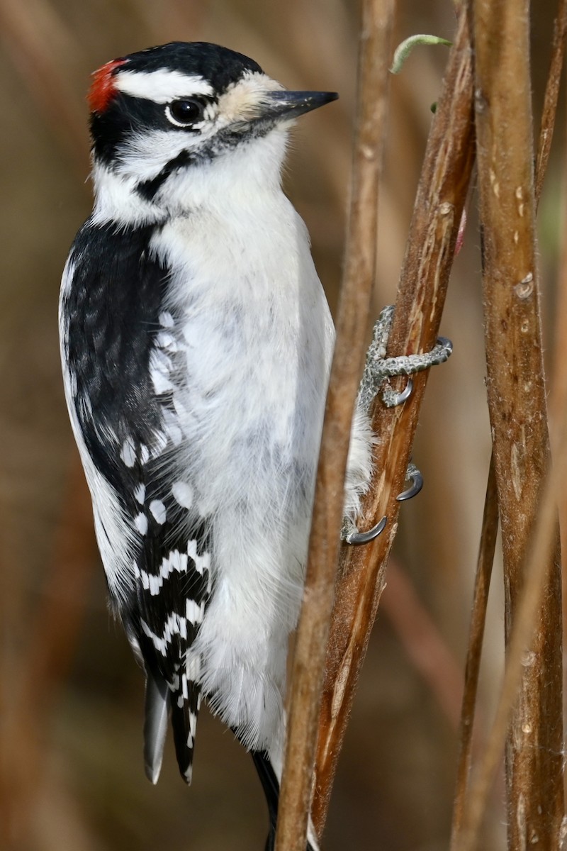 Дятел пухнастий - ML645594431