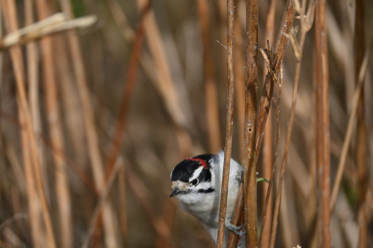 Дятел пухнастий - ML645594432