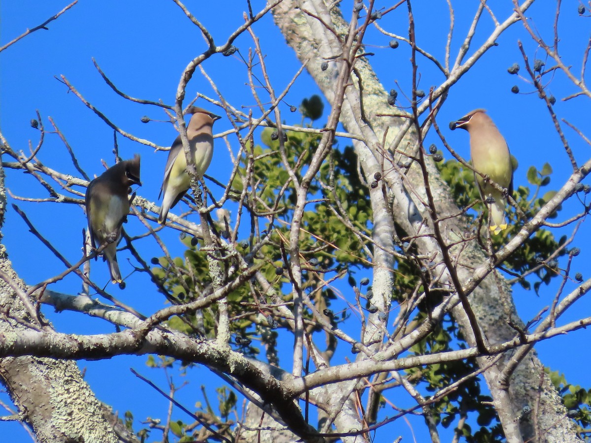Cedar Waxwing - ML645594438