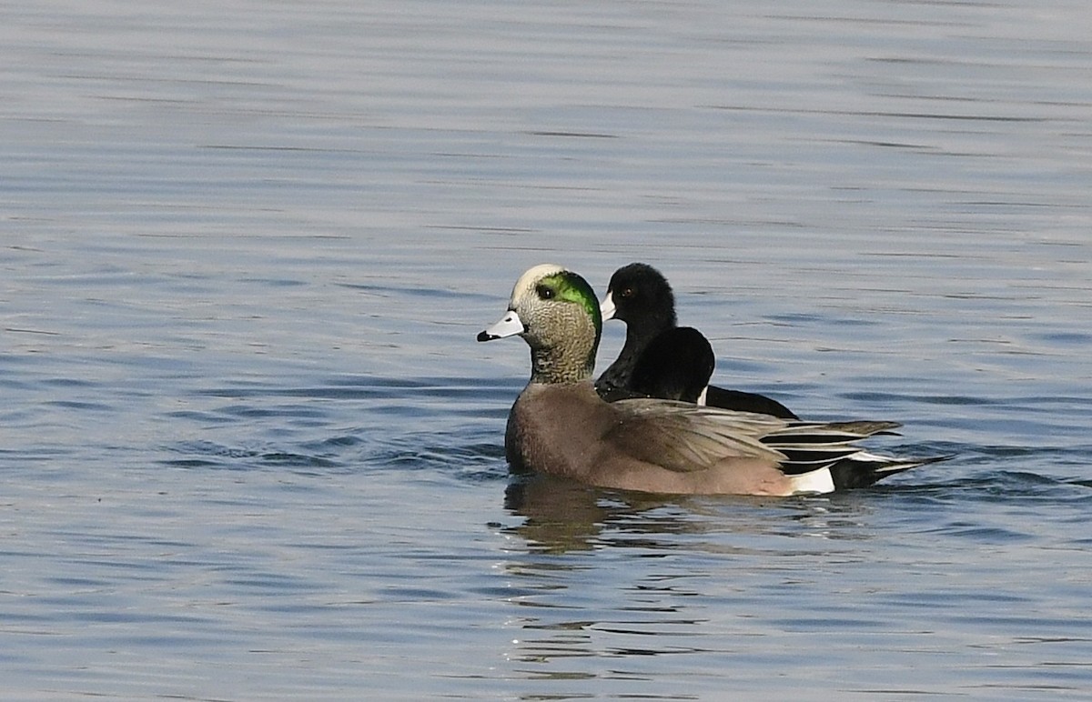 American Wigeon - ML645594442