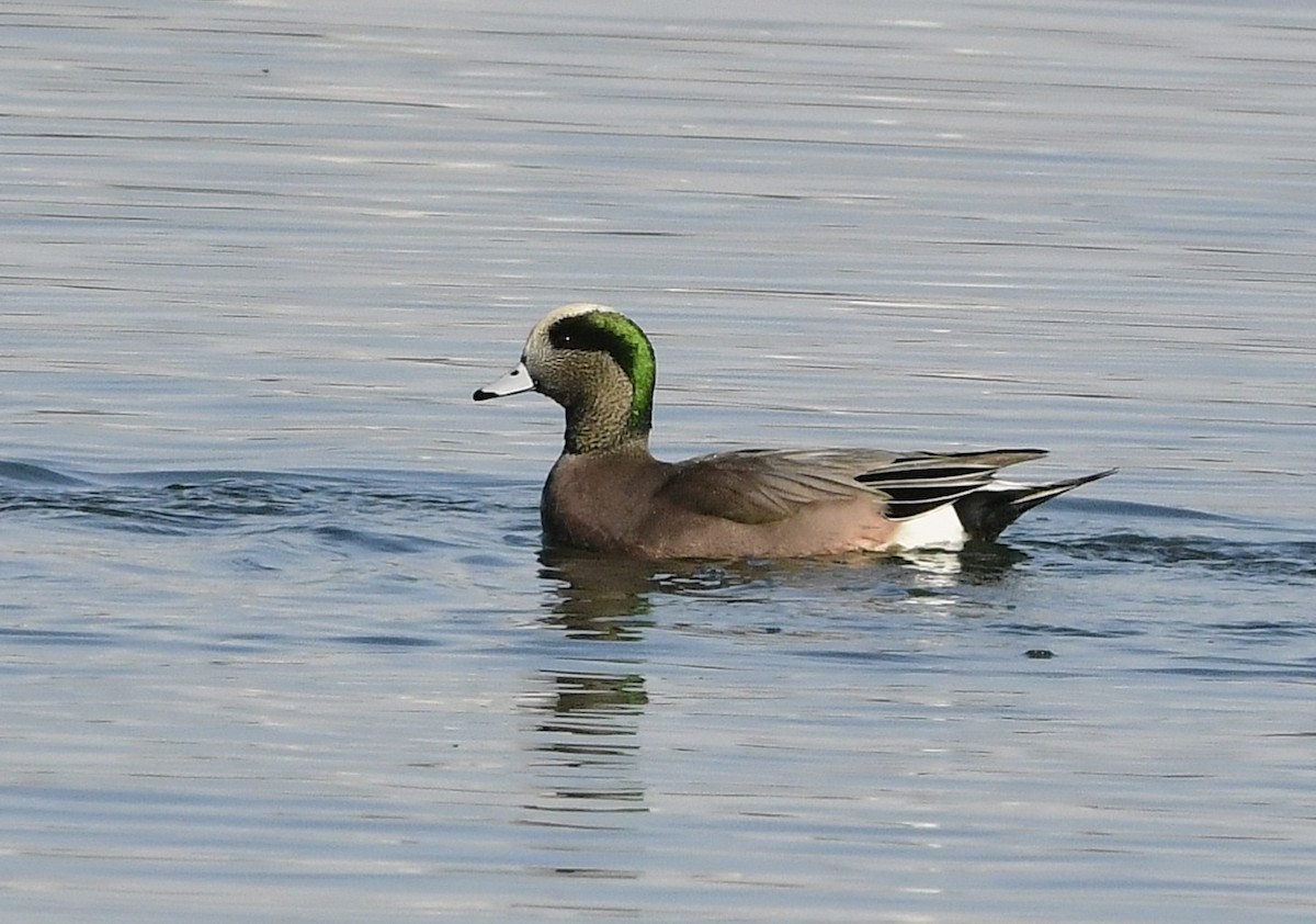 American Wigeon - ML645594443