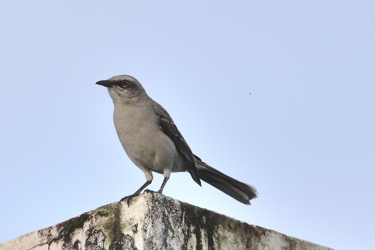 Moqueur des savanes - ML645594449