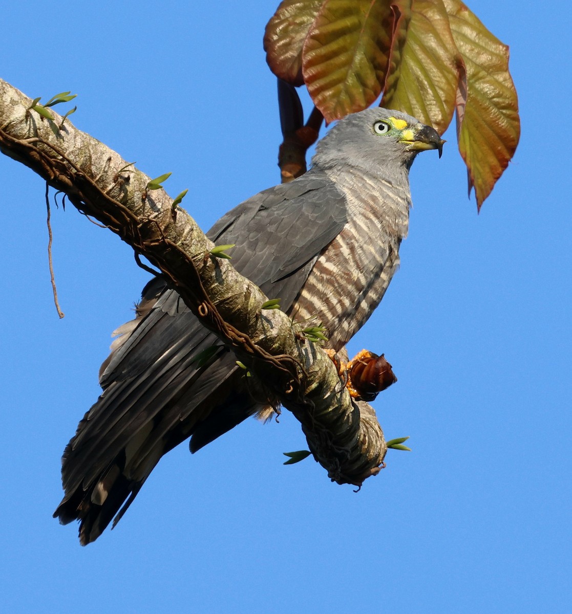 Hook-billed Kite - ML645594451