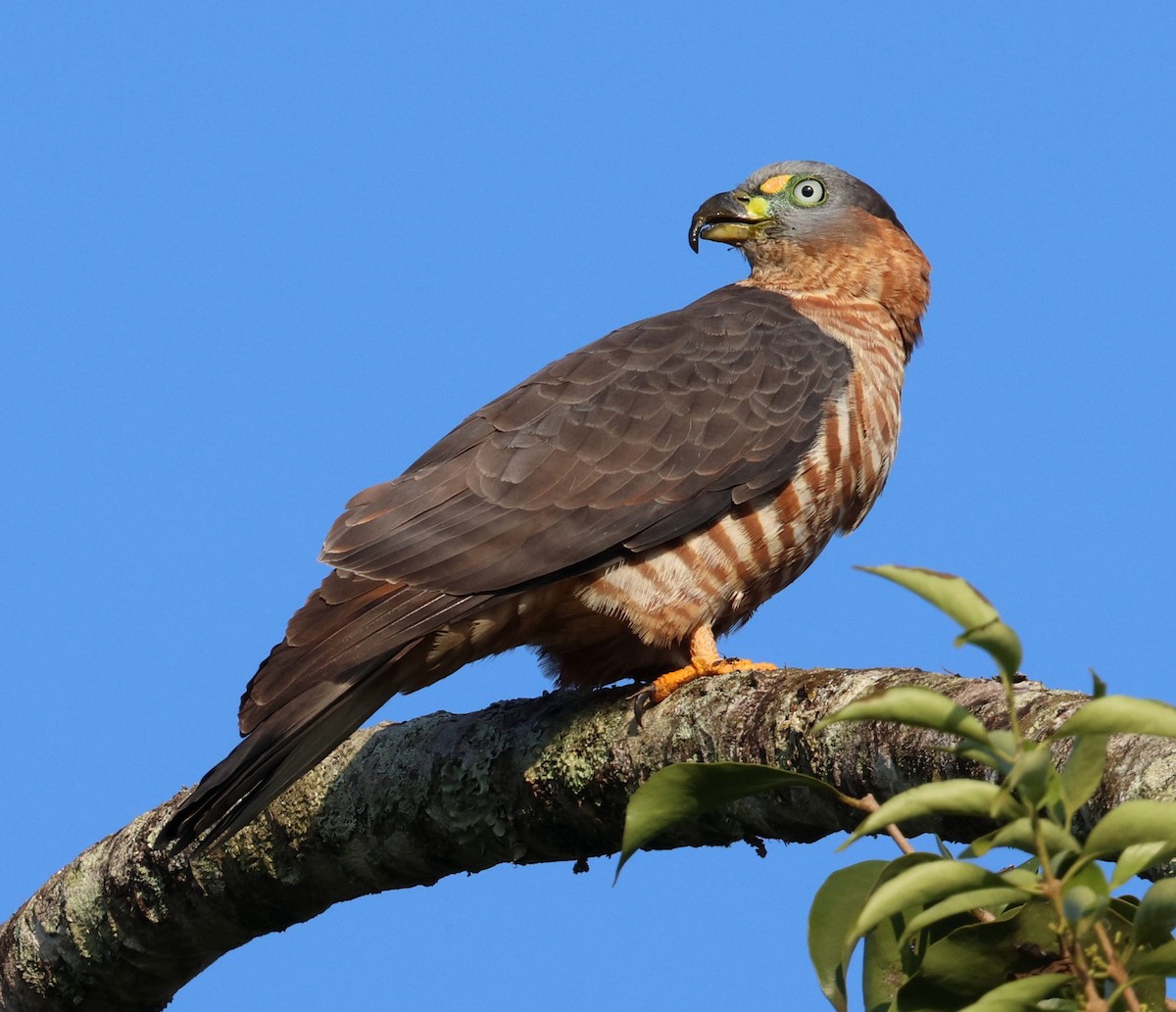 Hook-billed Kite - ML645594452