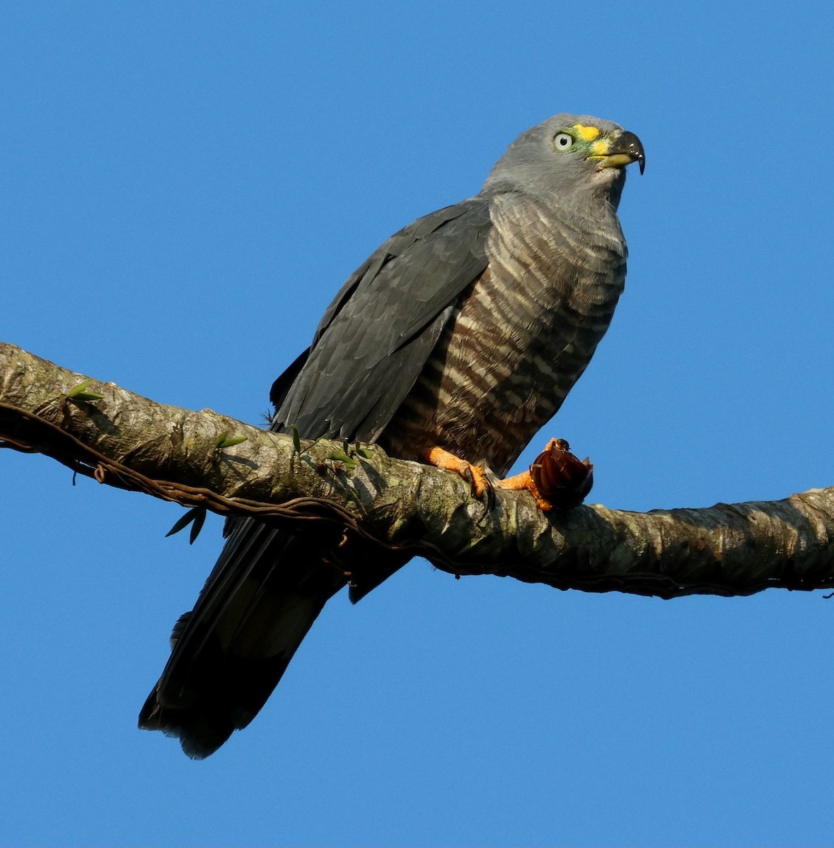Hook-billed Kite - ML645594453