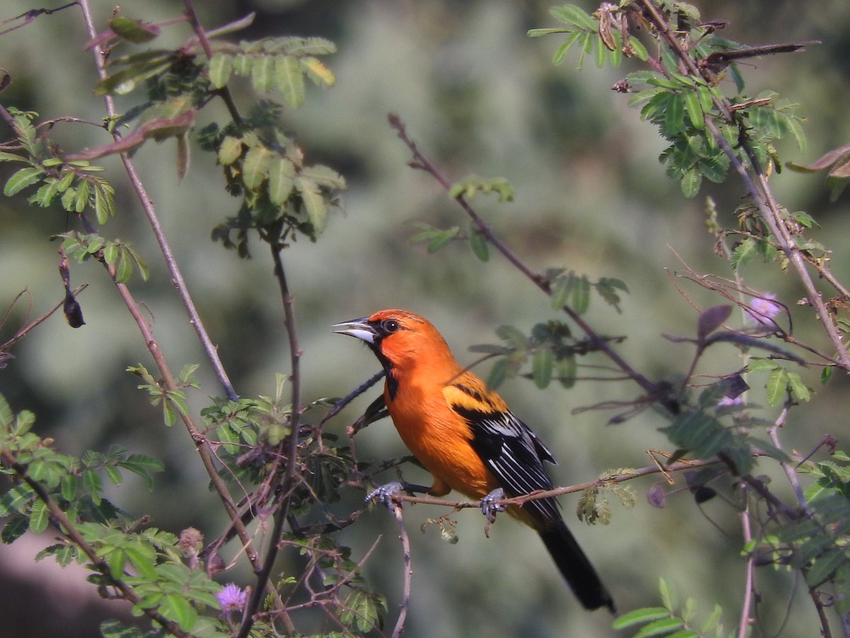 Streak-backed Oriole - ML645594463