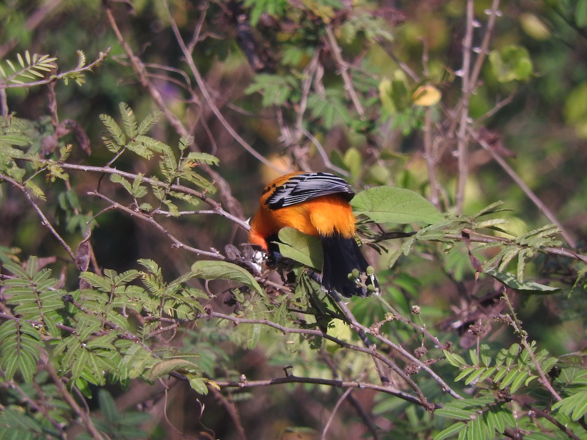 Streak-backed Oriole - ML645594464