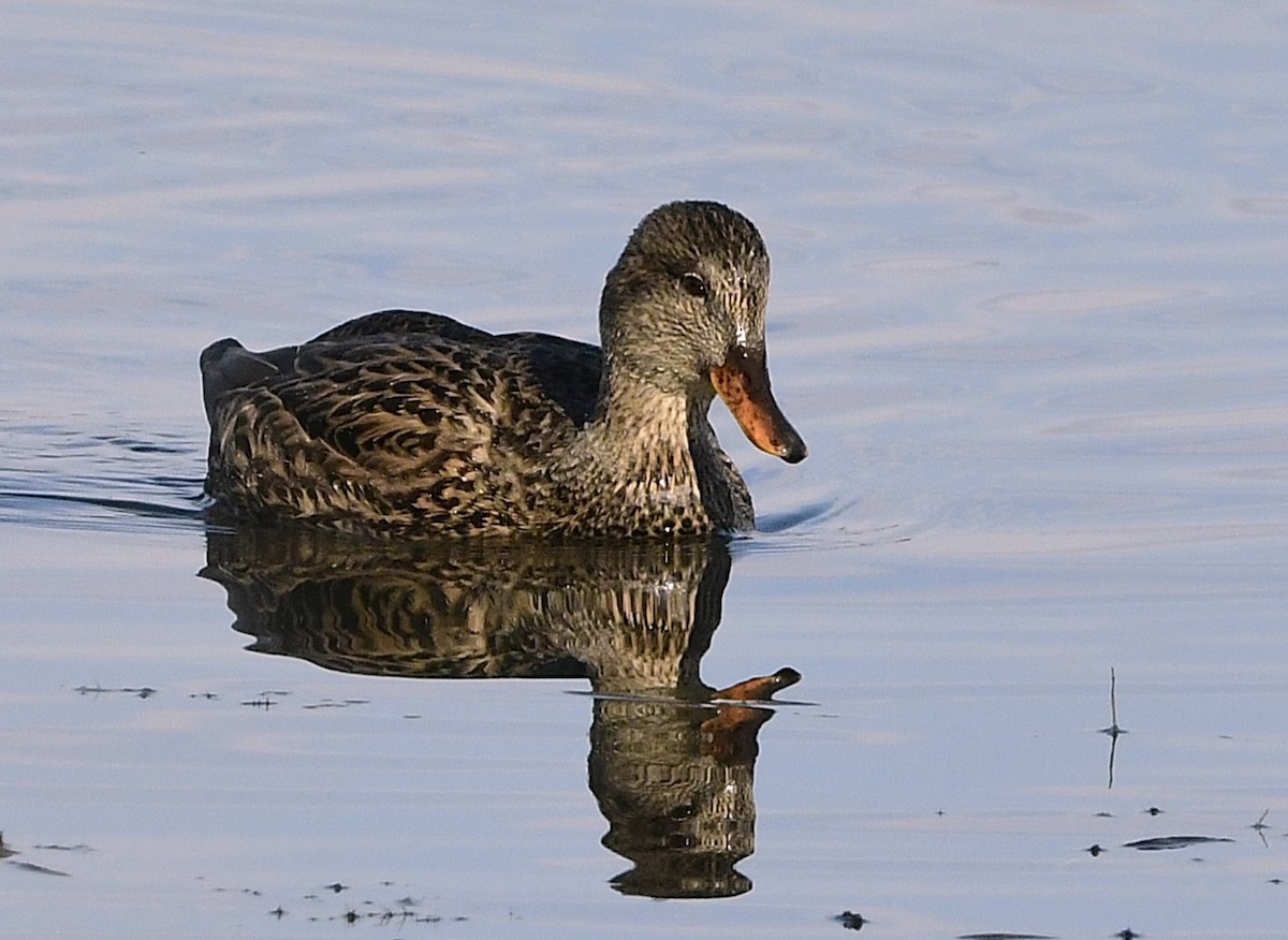 Gadwall - ML645594465