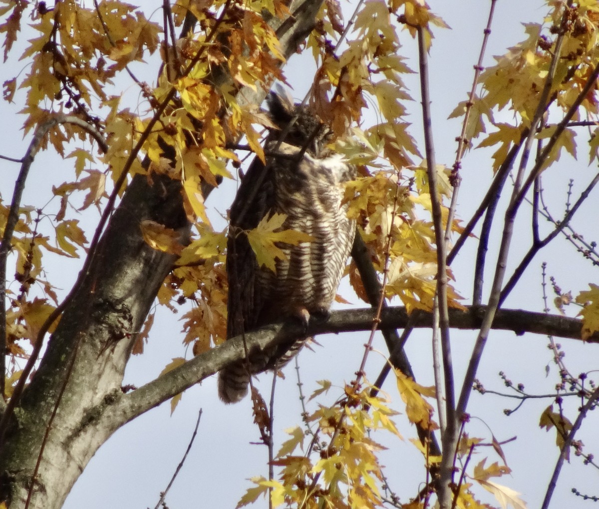 Great Horned Owl - ML645594469