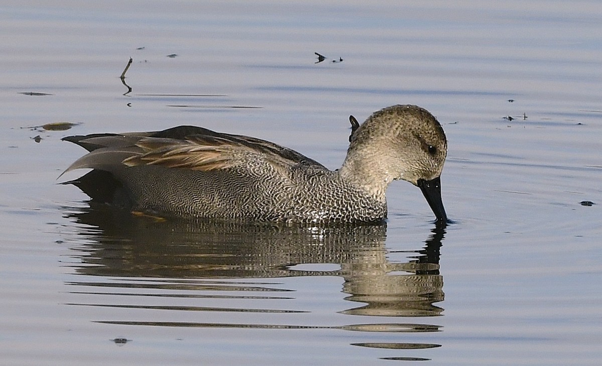 Gadwall - ML645594472