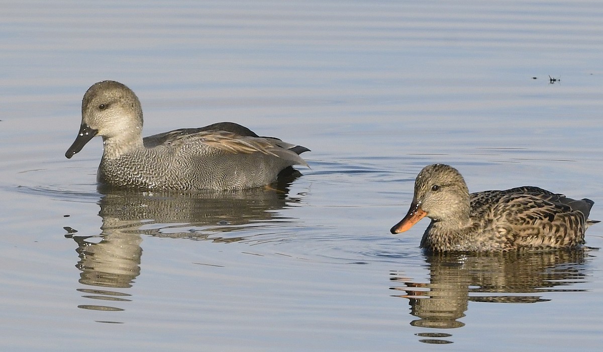 Gadwall - ML645594476