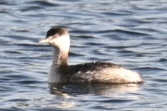 Пірникоза червоношия - ML645594478