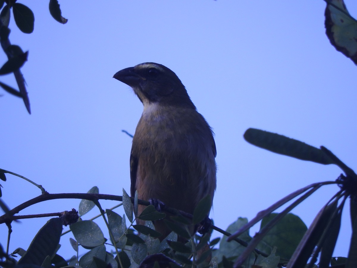 Cinnamon-bellied Saltator - ML645594479