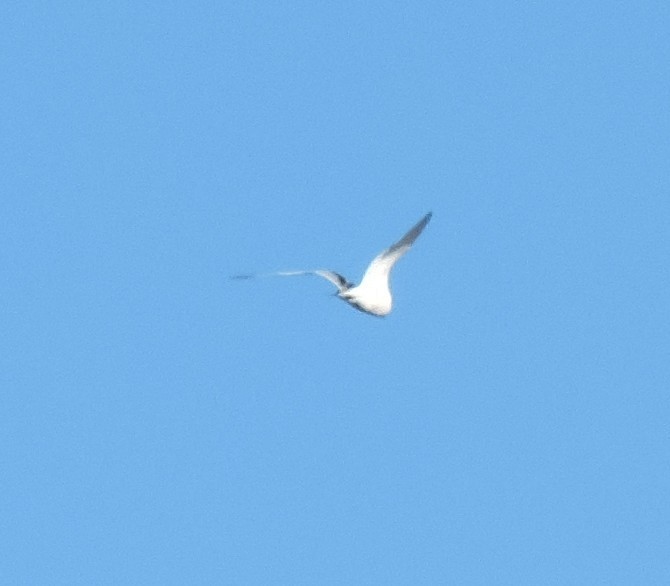 Dreizehenmöwe - ML645594486