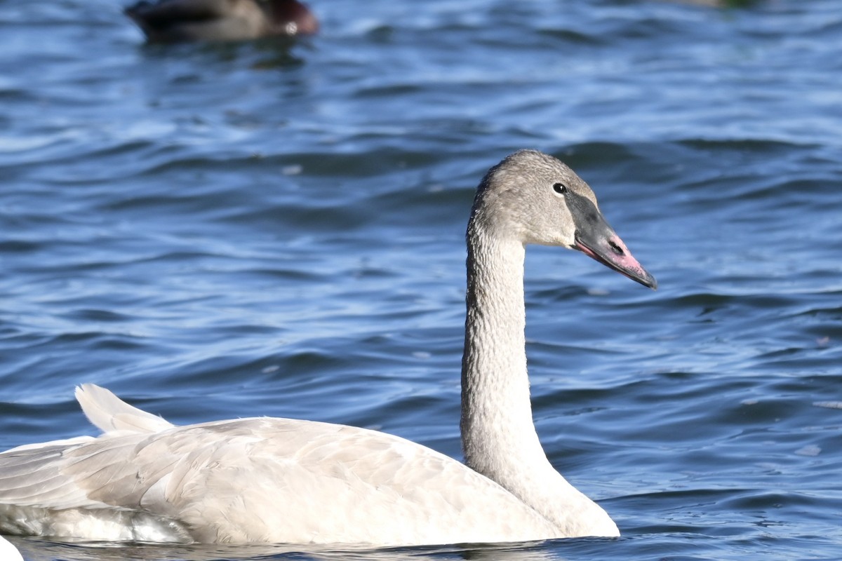 Лебідь-трубач - ML645594495