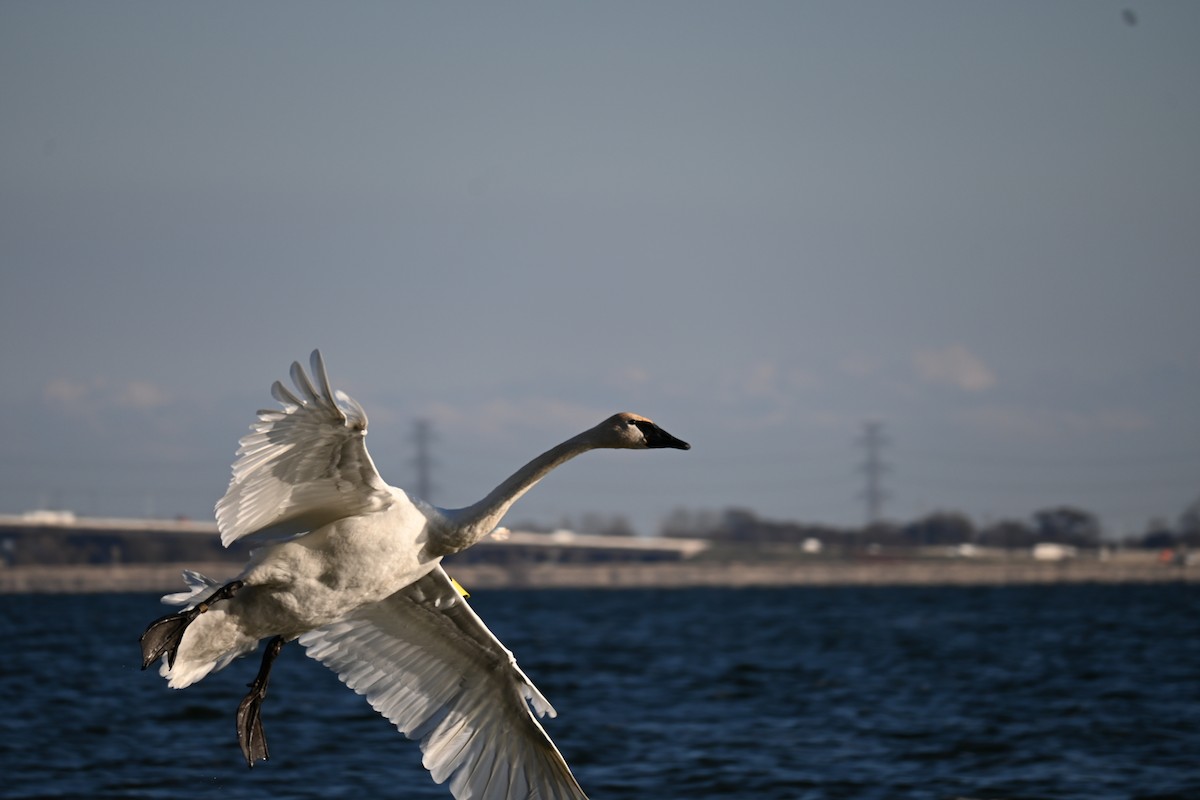 Лебідь-трубач - ML645594496