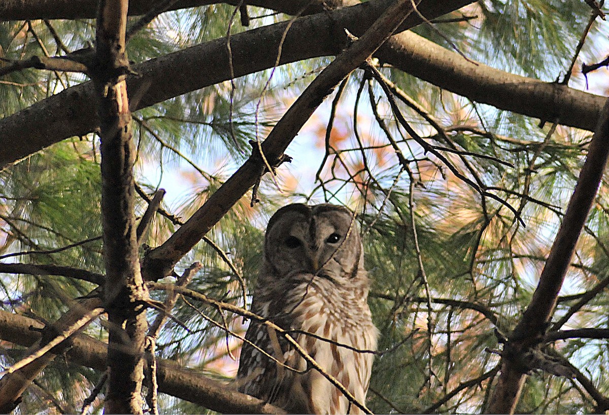 Barred Owl - ML645594497
