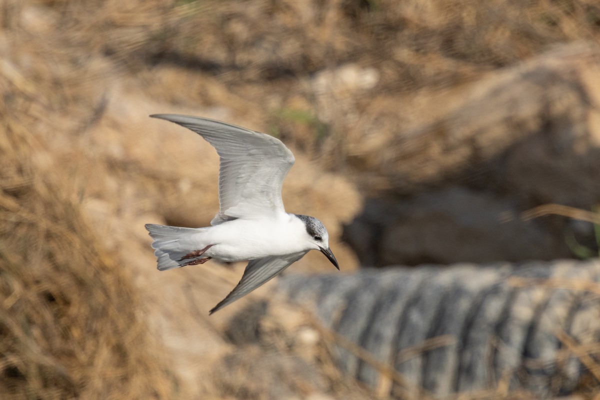 Whiskered Tern - ML645594501