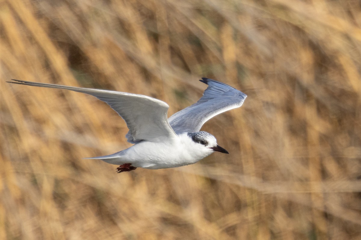 Whiskered Tern - ML645594503