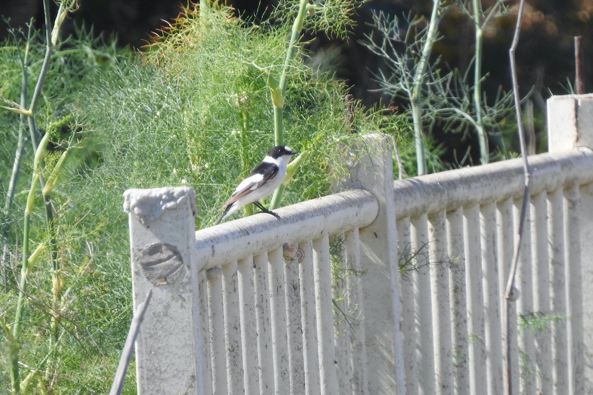 Euli-txori lepazuria - ML645594504