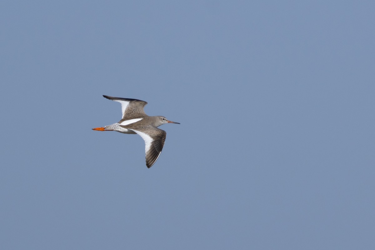 Common Redshank - ML645594507
